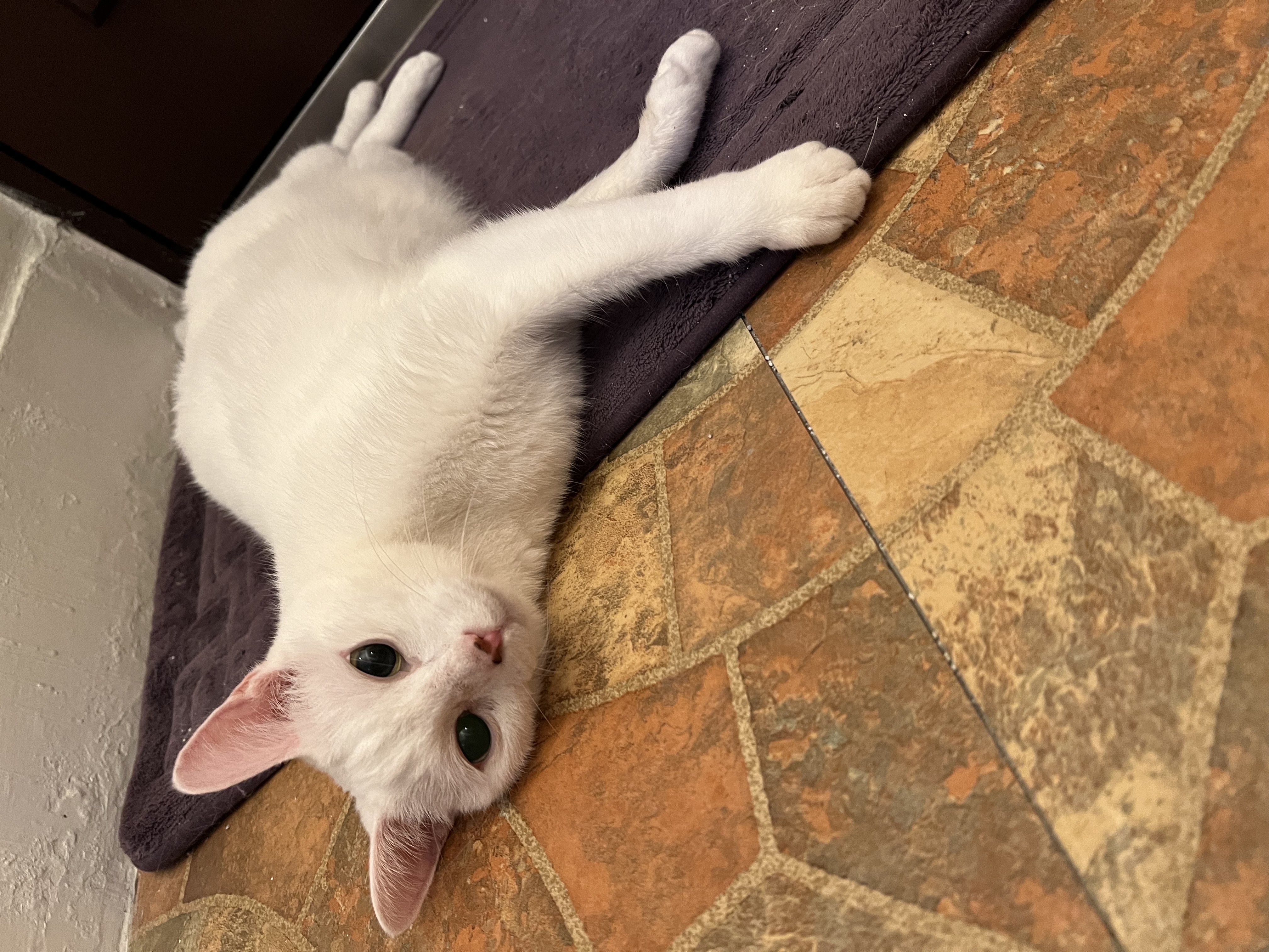 FurriBall 平台上的寵物生活紀錄